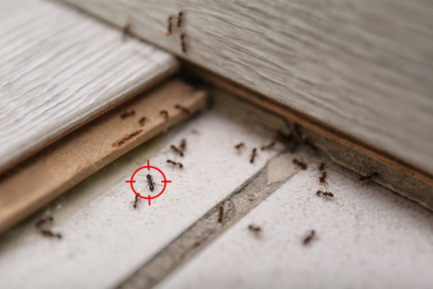 Best Pest Removal Services  in Orchard City, CO